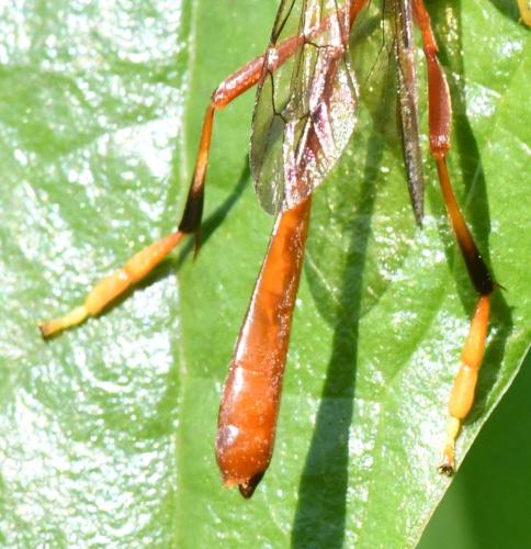 Réf. 303 925 : Heteropelma amictum